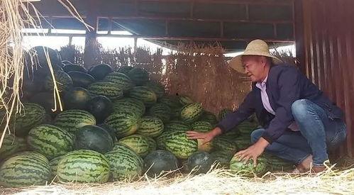 来地里吃瓜,感受乡村田园生活魅力  第2张
