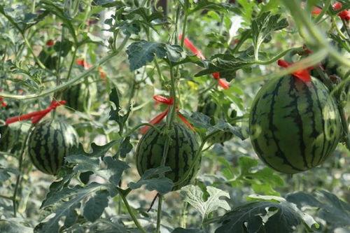 来地里吃瓜,感受乡村田园生活魅力  第3张