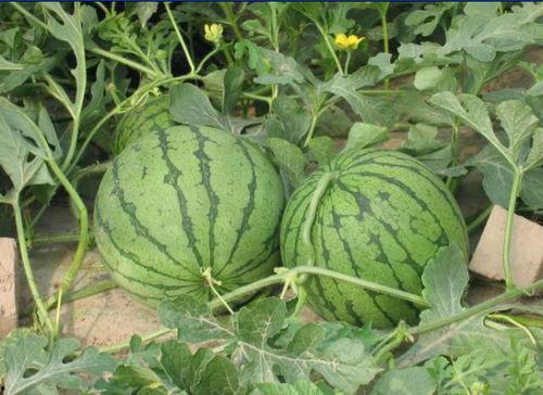 安平吃瓜事件,一场网络狂欢背后的真相与反思  第1张