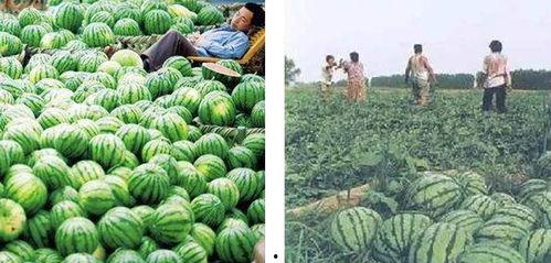 玉叶吃瓜后续 第3张 玉叶吃瓜后续 第3张