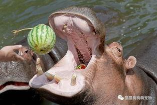 中国动物吃瓜  第1张