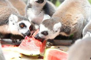 中国动物吃瓜  第3张