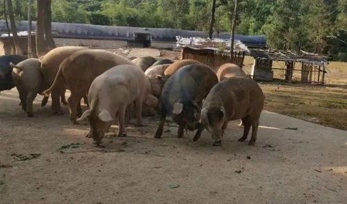 迪士尼在逃野猪吃瓜  第2张