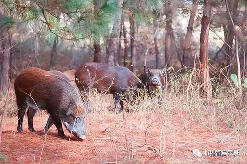 迪士尼在逃野猪吃瓜  第3张