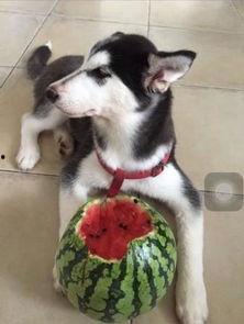 哈士奇吃古瓜,哈士奇误食古瓜引发趣味事件  第1张