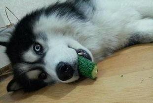 哈士奇吃古瓜,哈士奇误食古瓜引发趣味事件  第2张