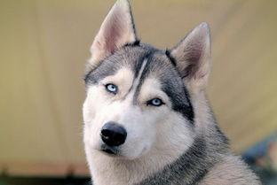 哈士奇吃古瓜,哈士奇误食古瓜引发趣味事件  第3张