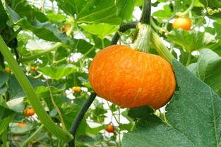 郑州吃瓜文化咋样,揭秘城市中的网络热词现象  第3张