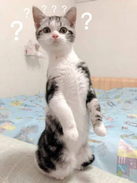 猫吃瓜什么意思,揭秘宠物界的趣味瞬间 第1张 猫吃瓜什么意思,揭秘宠物界的趣味瞬间 第1张