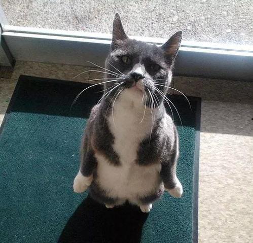 猫吃瓜什么意思,揭秘宠物界的趣味瞬间 第2张 猫吃瓜什么意思,揭秘宠物界的趣味瞬间 第2张