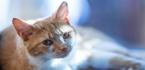 猫吃瓜什么意思,揭秘宠物界的趣味瞬间 第3张 猫吃瓜什么意思,揭秘宠物界的趣味瞬间 第3张