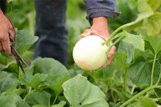 女生必须吃瓜  第3张