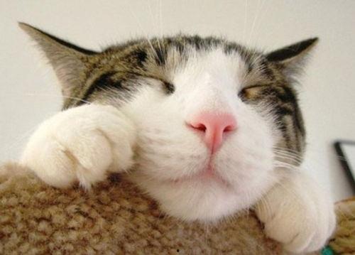 猫吃羊角蜜瓜  第3张