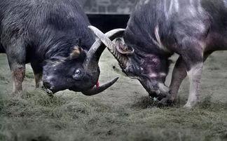 皇家斗牛瓜怎么吃,独特风味，多样食法，尽享美味之旅  第1张