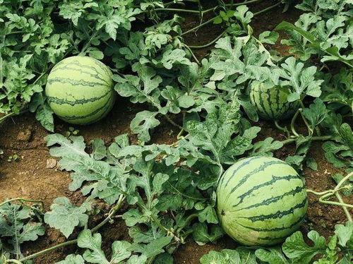 常熟森林吃瓜事件,揭秘网络恶搞背后的真相  第3张