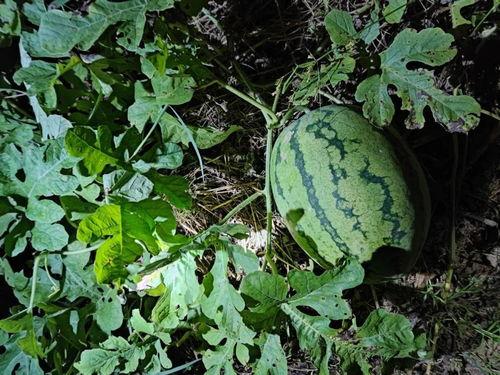 野生可以吃的瓜,探索可食用瓜类的多样世界  第3张