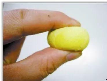 蛋蛋瓜吃鸡,一场欢乐的田园盛宴  第1张