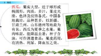 184页ppt吃瓜,一场视觉与知识的盛宴  第1张