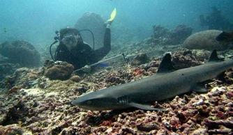 资深潜水吃瓜,资深潜水员揭秘神秘海底世界  第3张