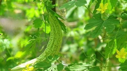 吃口凉瓜,吃口凉瓜，清凉一夏  第3张