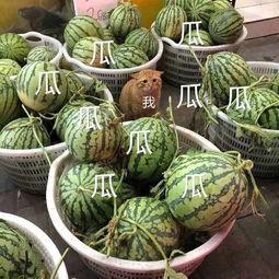 熄火吃瓜,吃瓜群众如何捕捉热点瞬间？  第3张