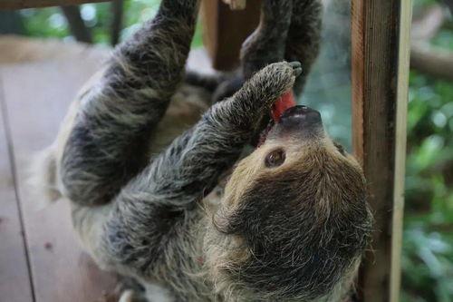 带你吃瓜猩猩,带你领略“带你吃瓜猩猩”的独特魅力  第2张