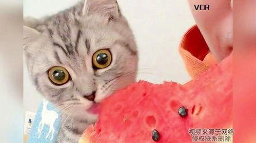 猫咪打架吃瓜,打架现场，吃瓜群众围观