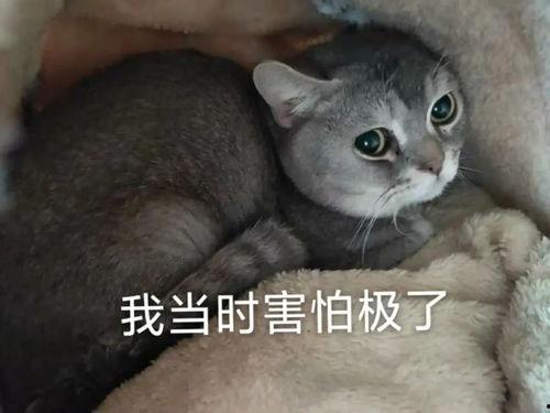 吃瓜的遇狼