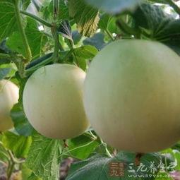 吃瓜嗓子痒,揭秘夏日消暑美食背后的健康隐患