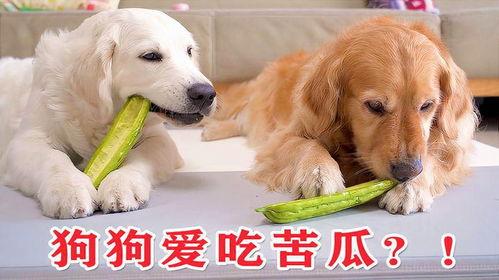 吃凉瓜的狗狗,凉瓜美食大揭秘