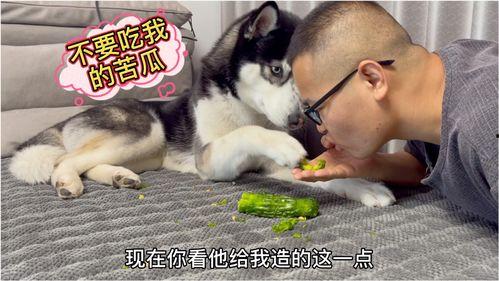 吃凉瓜的狗狗,凉瓜美食大揭秘  第2张