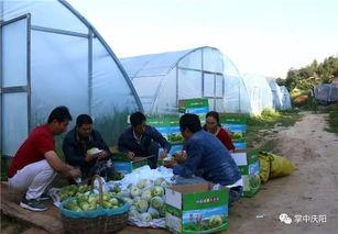 安徽亳州吃瓜群众,吃瓜群众的欢乐盛宴  第3张